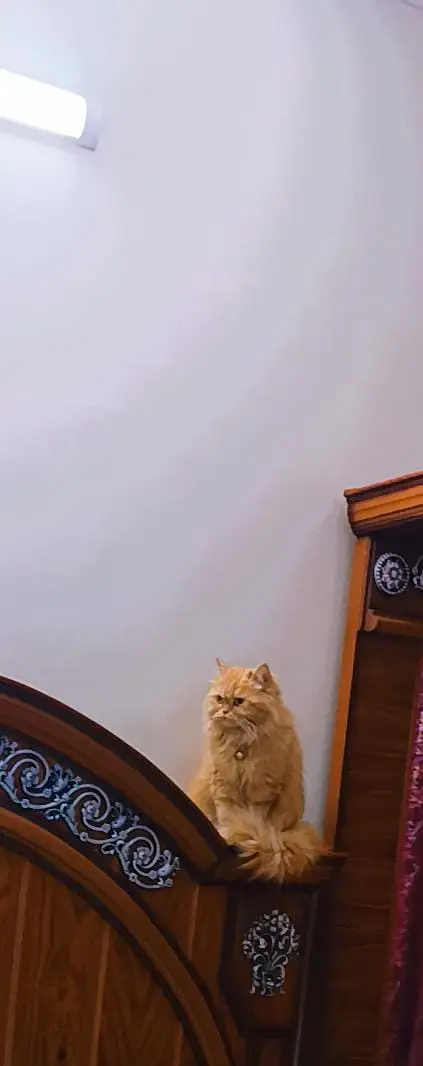 kittens | persian kitten |  Home Breed kittens | triple coat kittens — photo 2