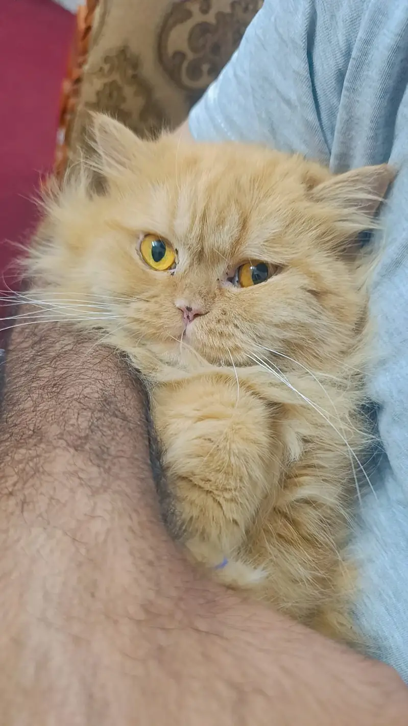 kittens | persian kitten |  Home Breed kittens | triple coat kittens — photo 3