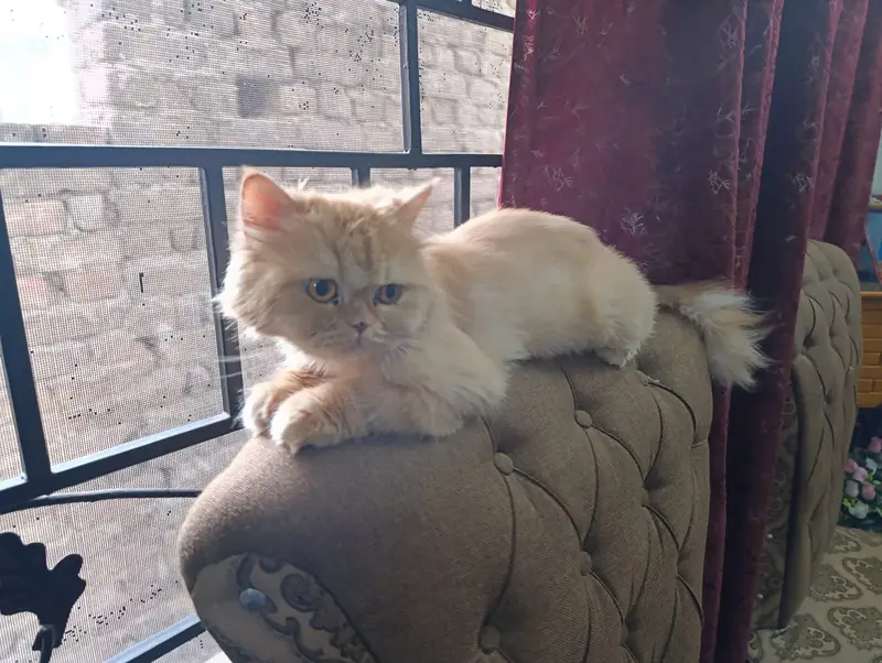 kittens | persian kitten |  Home Breed kittens | triple coat kittens — photo 4