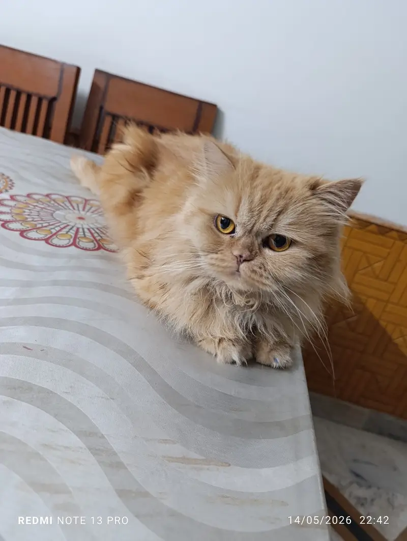 kittens | persian kitten |  Home Breed kittens | triple coat kittens — photo 5