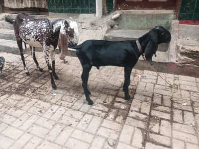 makhi chrna bakri