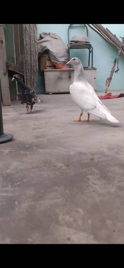original saharanpuri kabootar