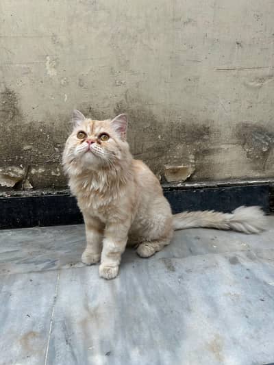 MALE PERSIAN CAT-PUNCHED FACE-YEAR OLD