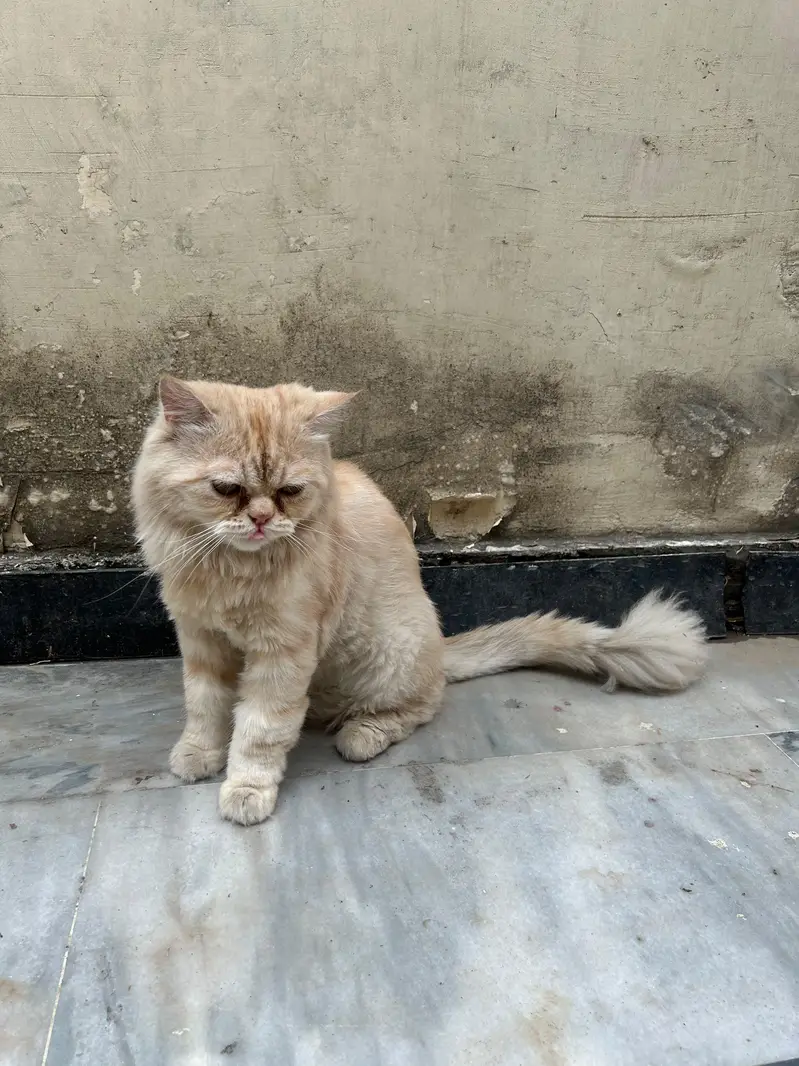 MALE PERSIAN CAT-PUNCHED FACE-YEAR OLD — photo 5