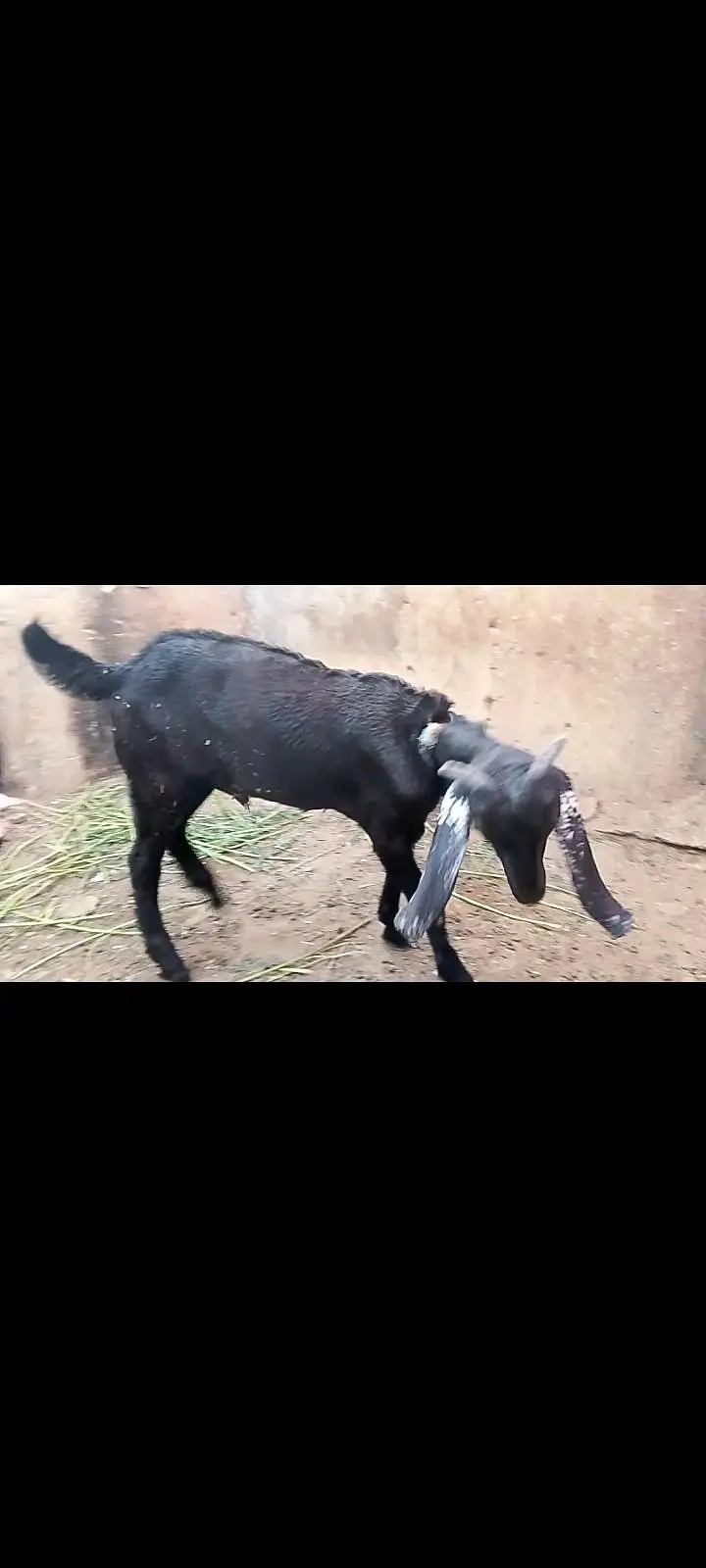 tapri nasal ka bkra vip hight kry ga — photo 3