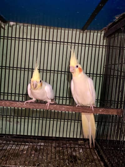Cocktail breeder pair