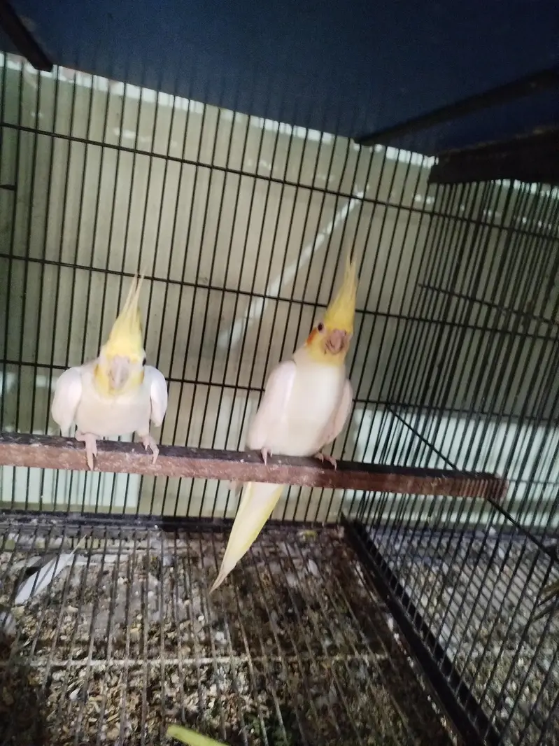 Cocktail breeder pair — photo 2