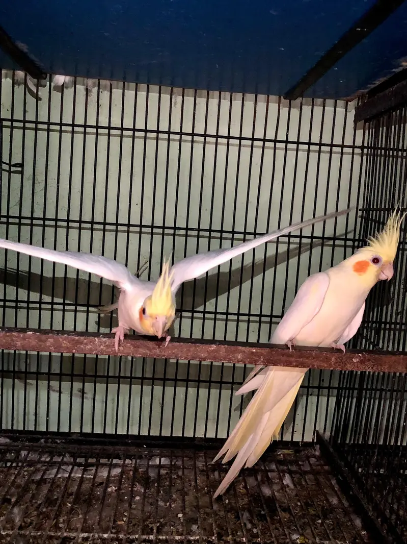 Cocktail breeder pair — photo 3