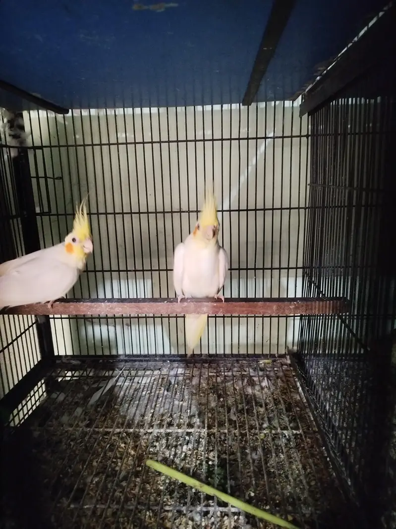 Cocktail breeder pair — photo 4
