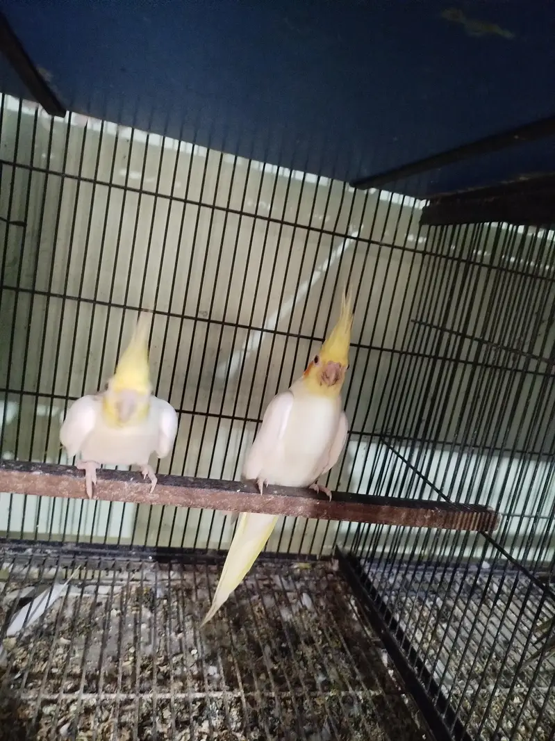 Cocktail breeder pair — photo 5