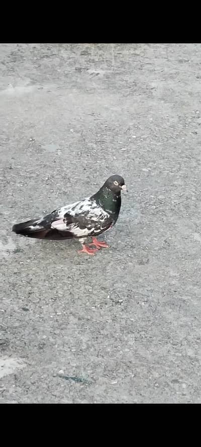 healthy active pigeons