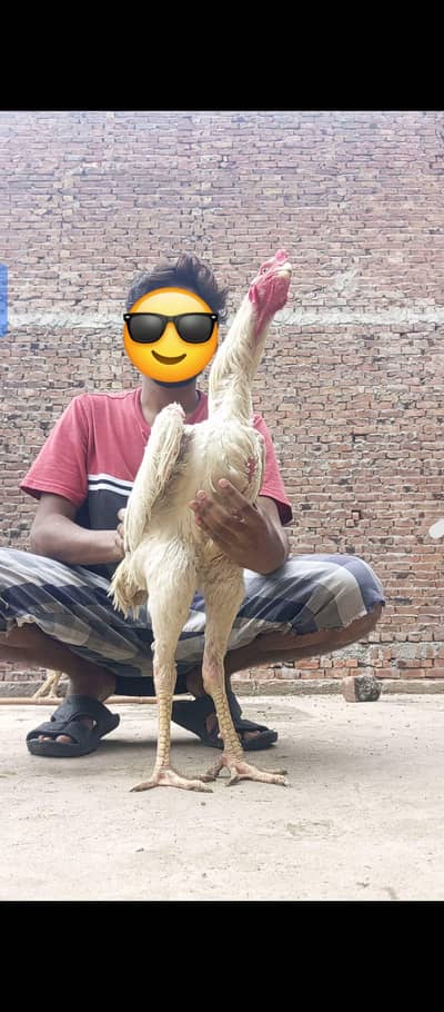 White O shamo male F1 Breed hight qawalty male