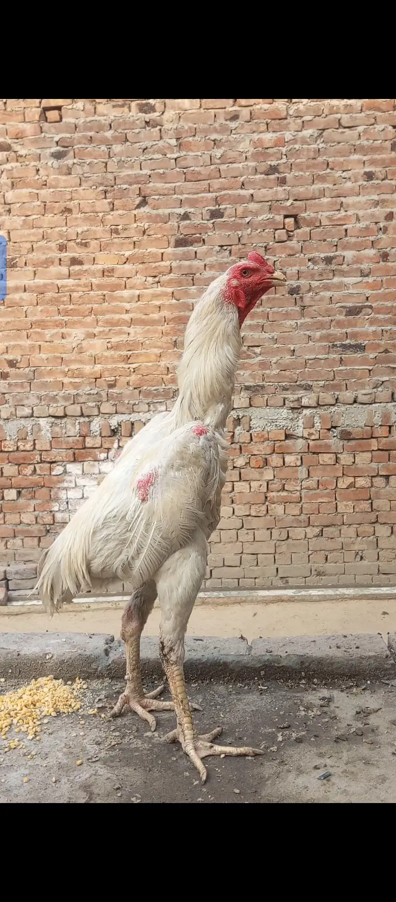 White O shamo male F1 Breed hight qawalty male — photo 2