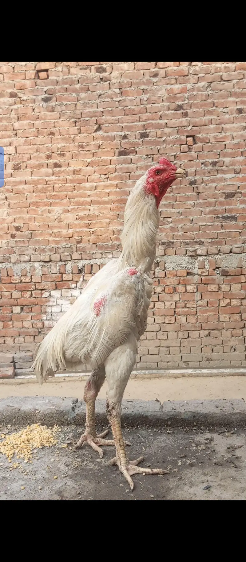 White O shamo male F1 Breed hight qawalty male — photo 3