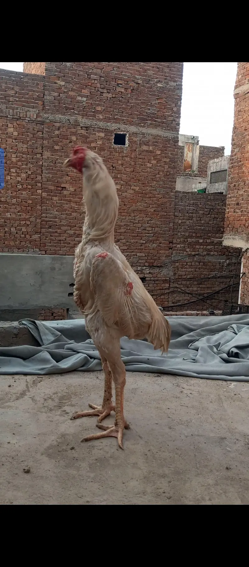 White O shamo male F1 Breed hight qawalty male — photo 4
