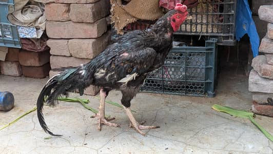 Black Aseel Murgha for urgent sale