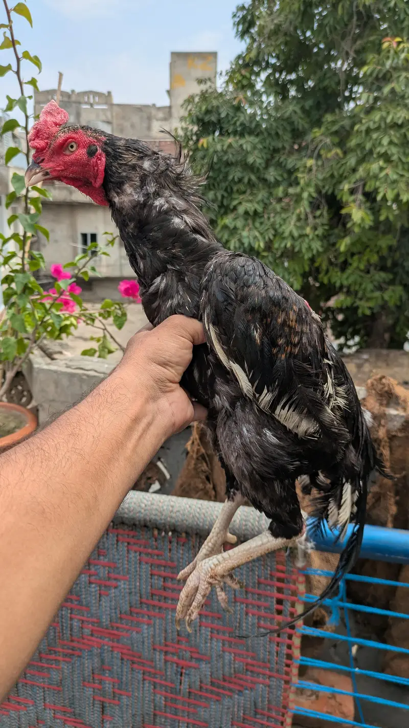Black Aseel Murgha for urgent sale — photo 2