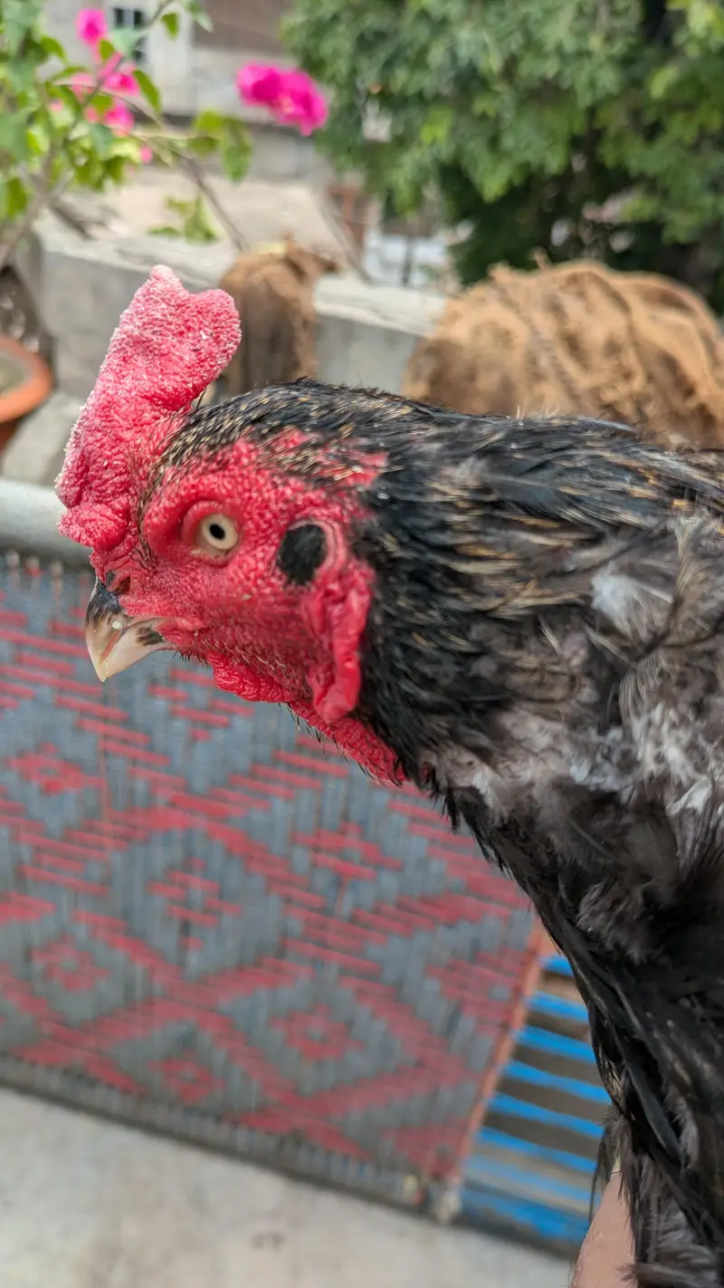 Black Aseel Murgha for urgent sale — photo 3