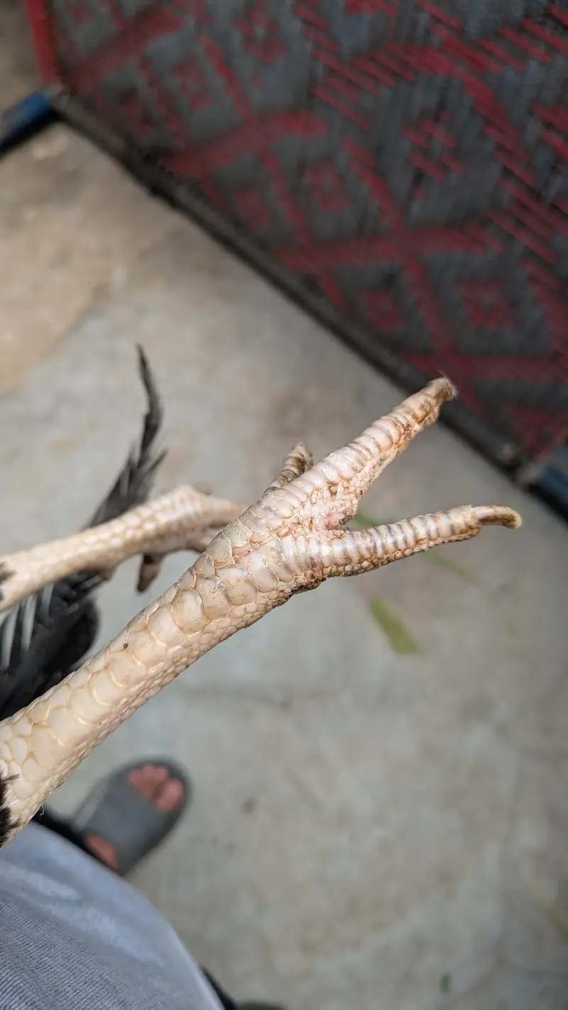 Black Aseel Murgha for urgent sale — photo 4