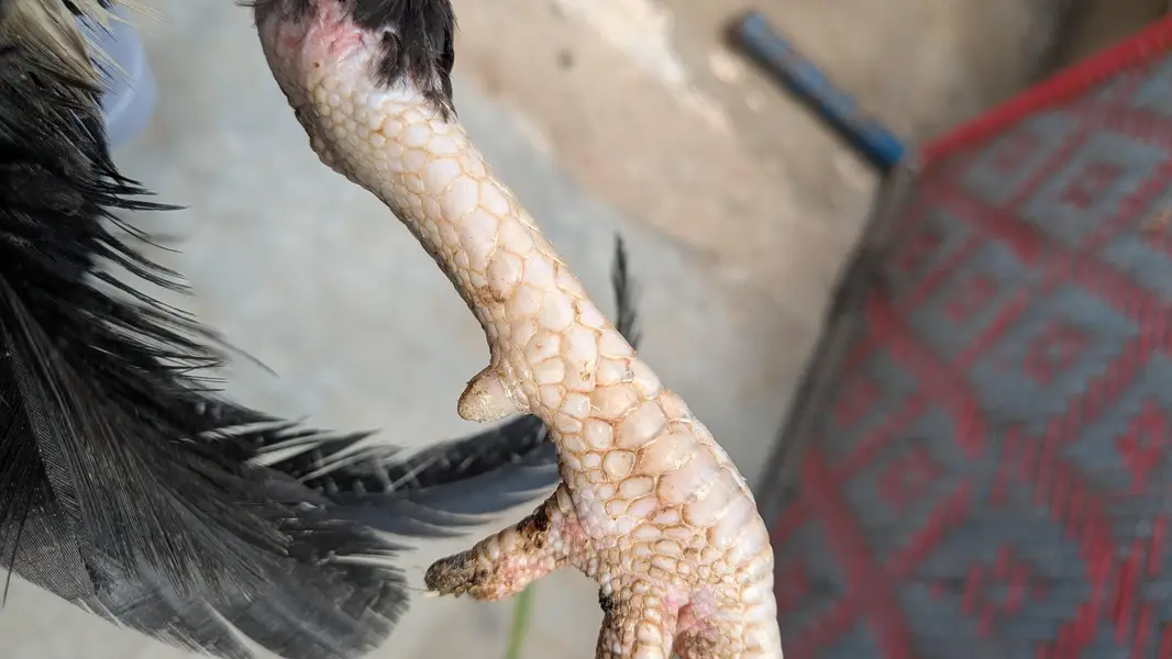 Black Aseel Murgha for urgent sale — photo 5
