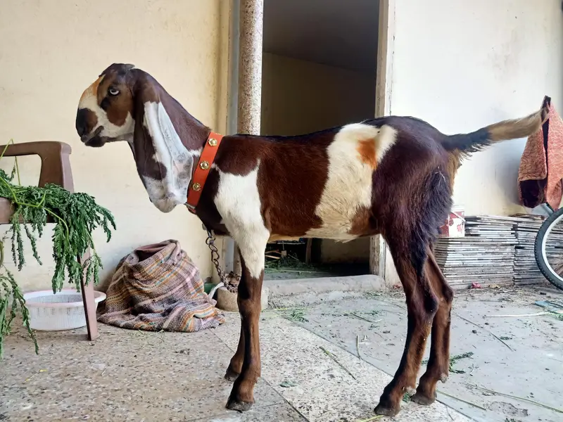 Pure Nasli Bakri — photo 2