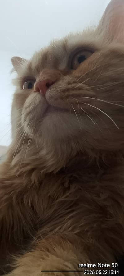 Persian cat is on sale