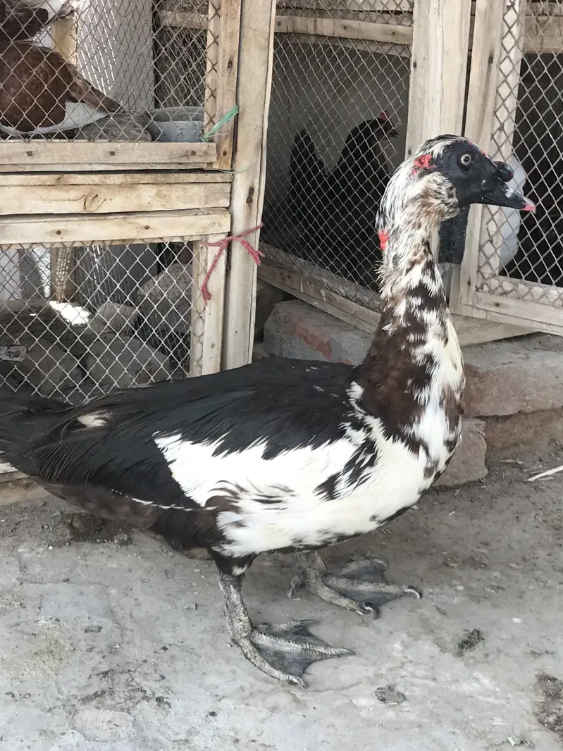 Muscovy Duck Male / Chenni Batakh — photo 2