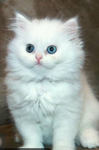 cute kitten sale