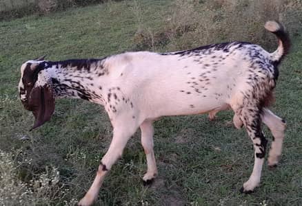 SALE SALE SALE CHOOSE THE GOAT AND contact  PRICE Is reasonable