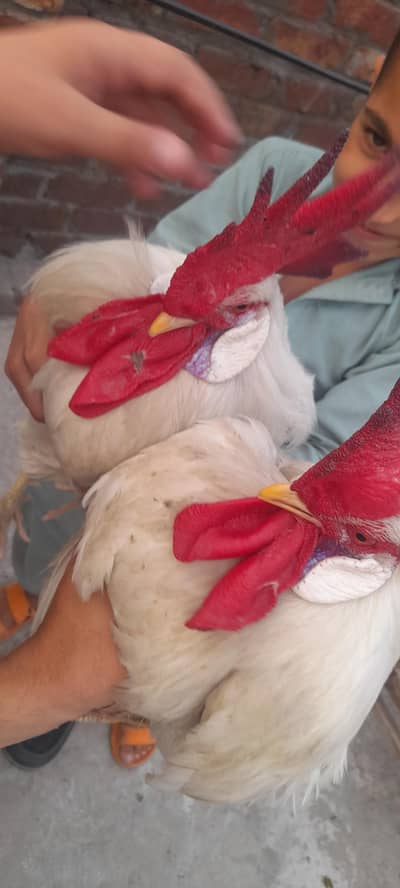 2 Healthy Desi Roosters for Sale – Home Raised | Strong & Active