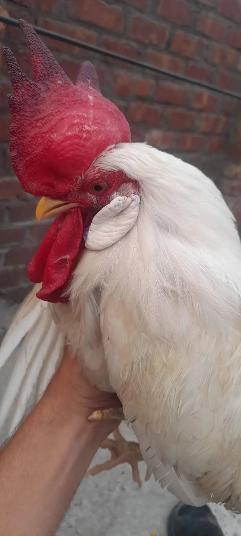 2 Healthy Desi Roosters for Sale – Home Raised | Strong & Active — photo 2
