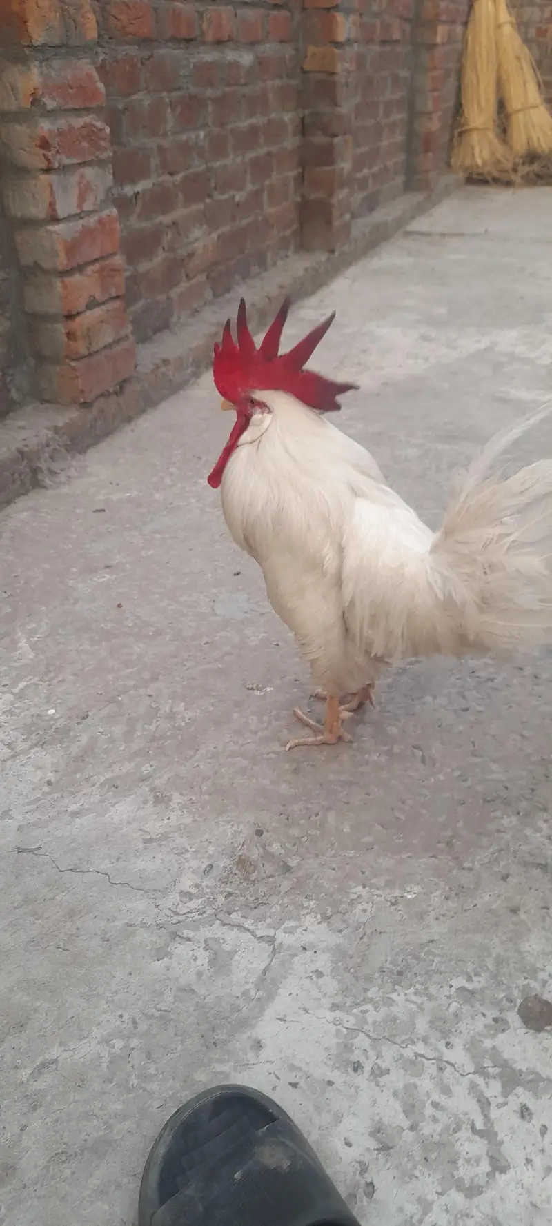 2 Healthy Desi Roosters for Sale – Home Raised | Strong & Active — photo 3