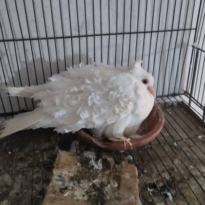 Frills back breader pair or Black tail pathy pathiyn