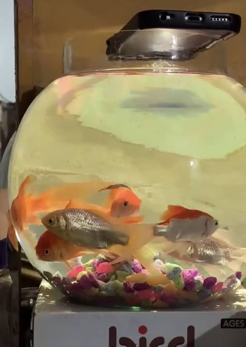 Golfish 0