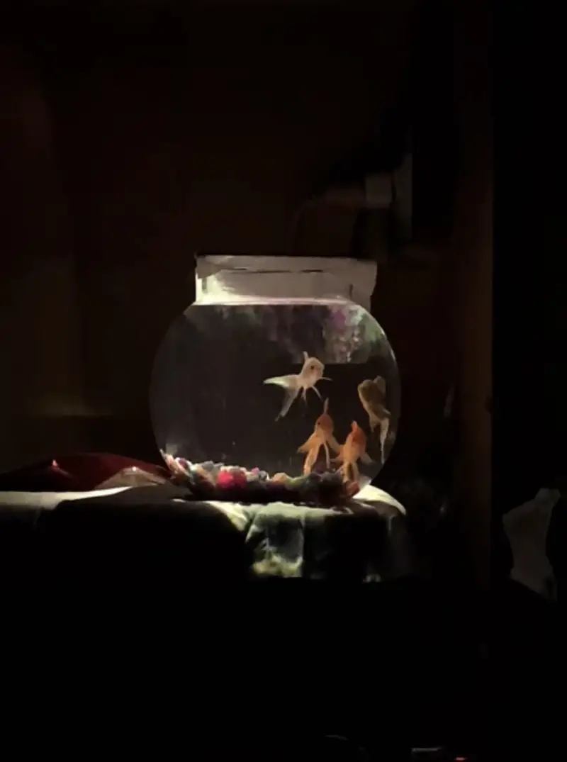 Golfish — photo 2