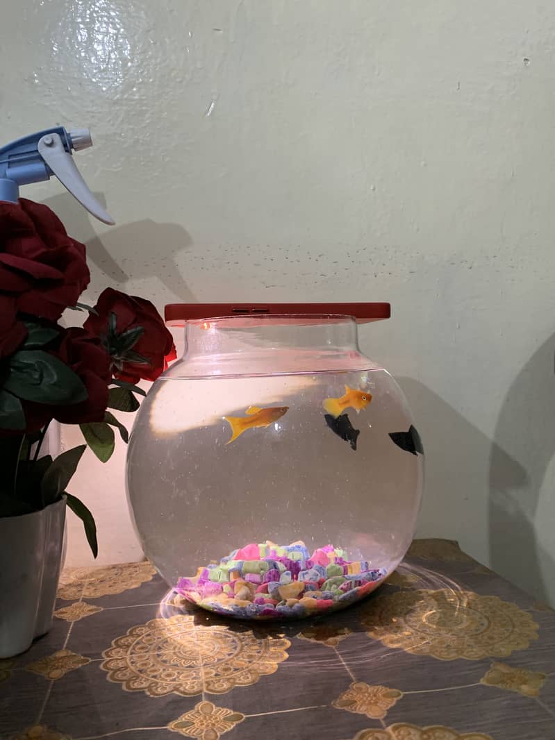 Golfish 2