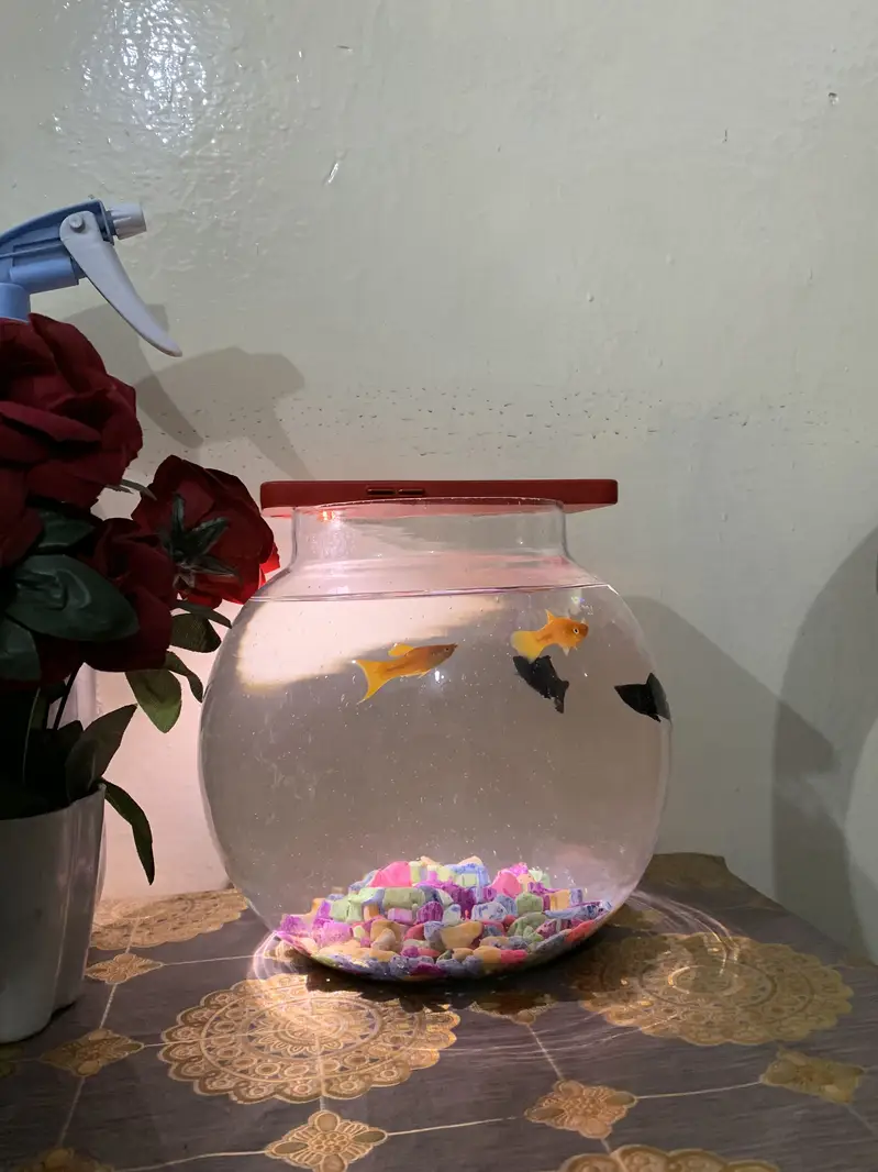Golfish — photo 3