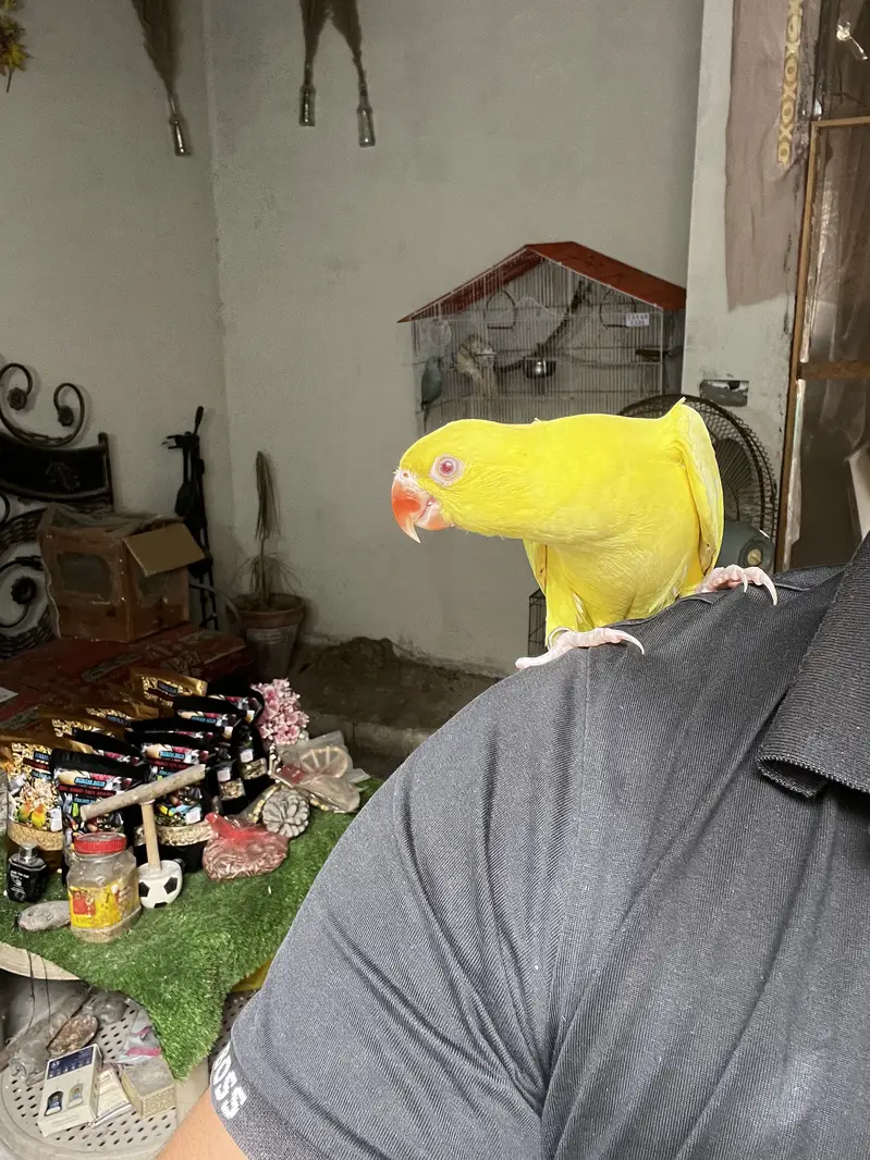 Hand tamed American dilute conure | blue cinnamon — photo 3