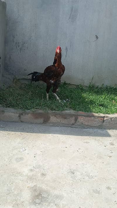 Aseel shamo cross