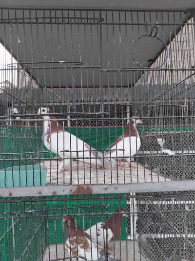 sherazi pigeons