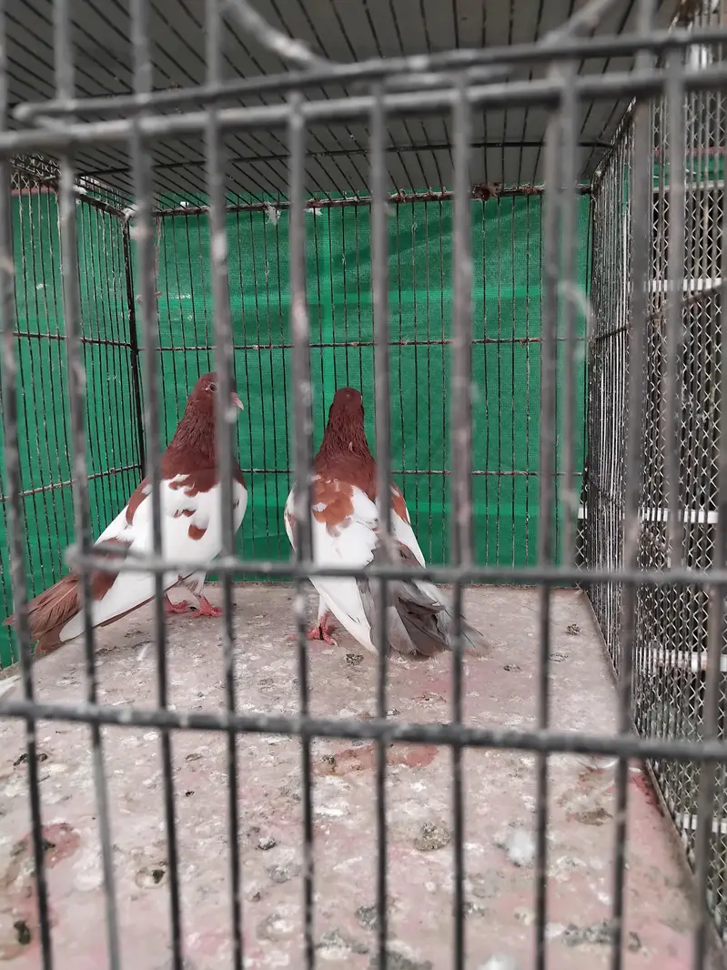 sherazi pigeons — photo 2