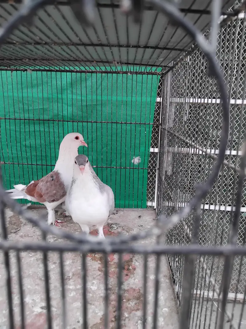 sherazi pigeons — photo 3