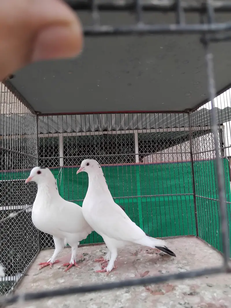 sherazi pigeons — photo 4