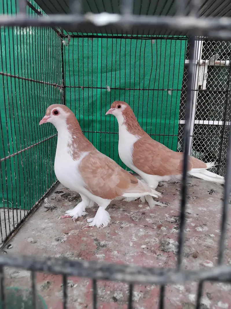 sherazi pigeons — photo 6