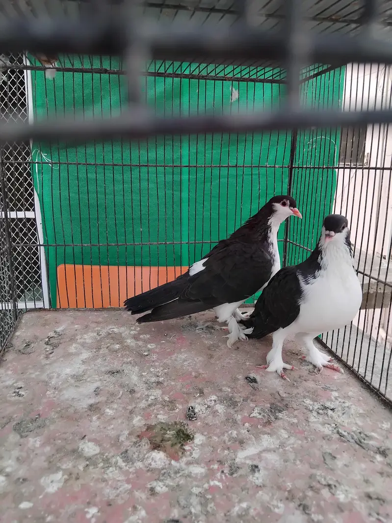 sherazi pigeons — photo 8