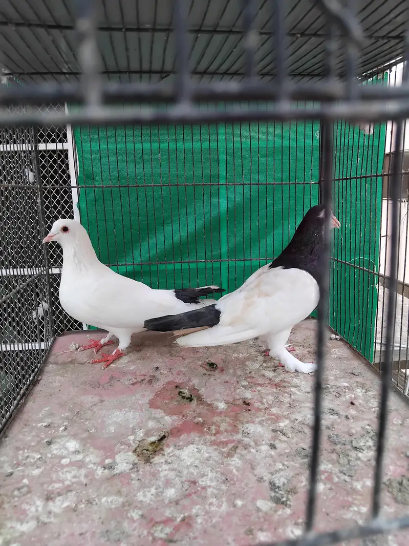 sherazi pigeons — photo 9