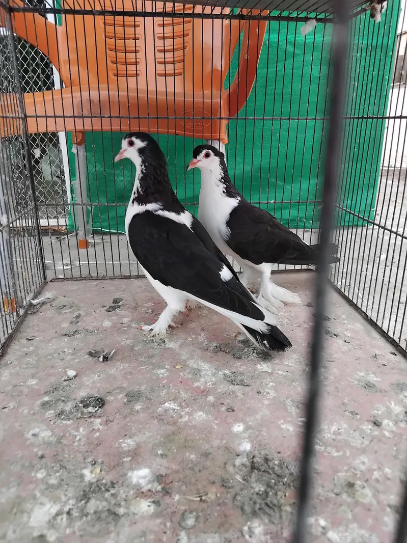 sherazi pigeons — photo 10