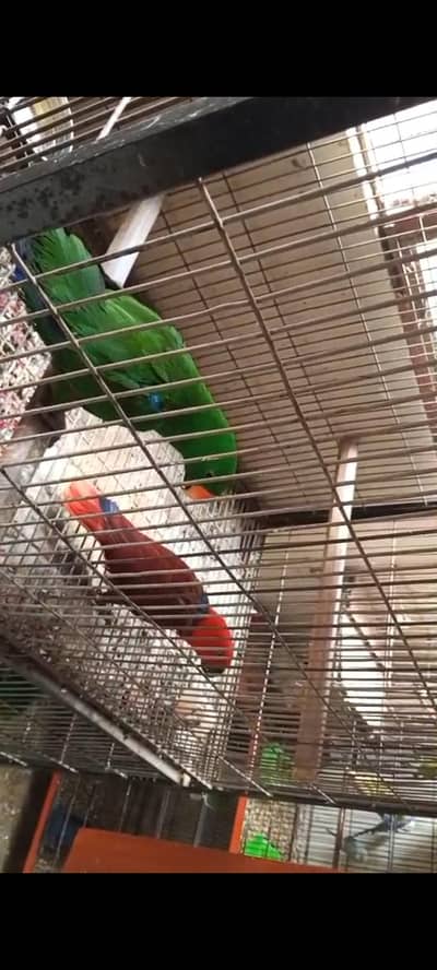Grand Electus Pair and Single