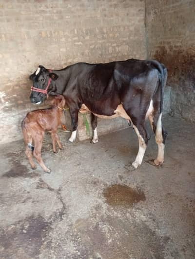 jarsi cholistani cow