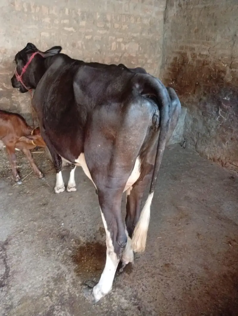 jarsi cholistani cow — photo 2